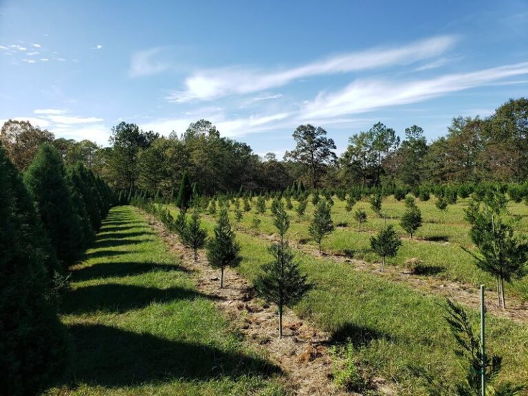 These 6 Mississippi Christmas Tree Farms Let Your Family Pick And Haul Home Your Own Tree
