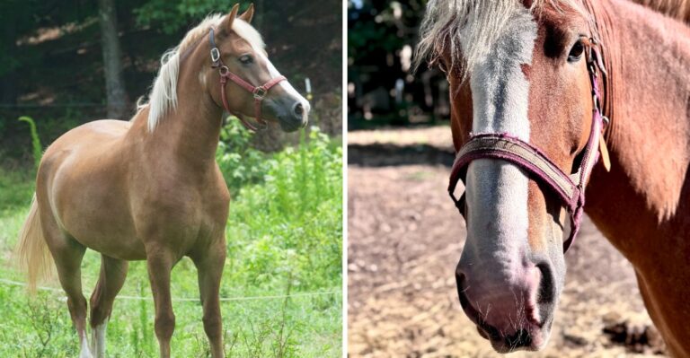 This North Carolina Farm Offers Horseback Rides On Clydesdales That Look Almost Too Big To Be Real