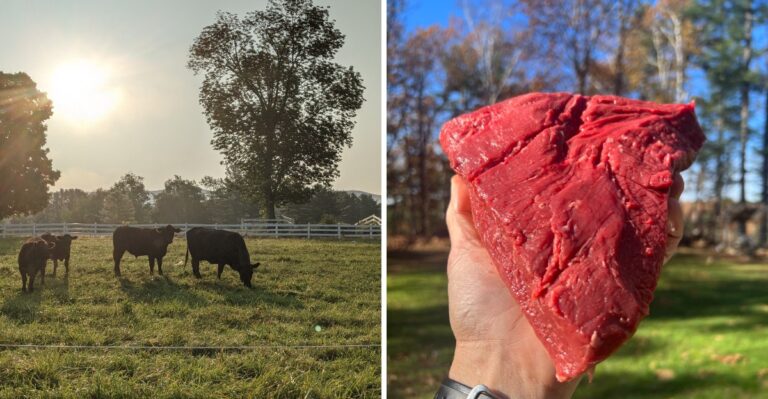 9 Massachusetts Farms Where You Can Buy Beef Directly From The Farmers Who Raise It