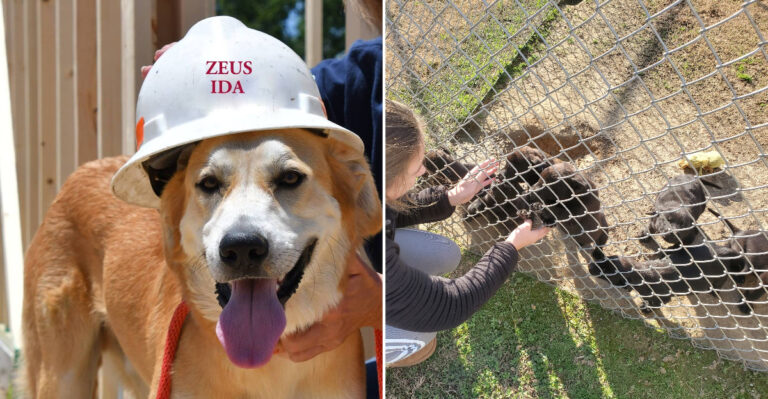 This Mississippi Sanctuary Is A Tiny Village Of 20 Little Houses Where Rescued Dogs Wait For Forever Homes