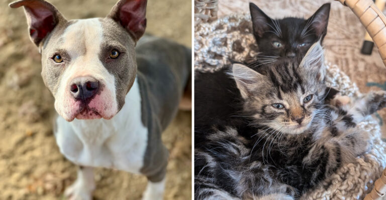 10 Mississippi Places Where You Can Volunteer And Truly Make A Difference For Animals