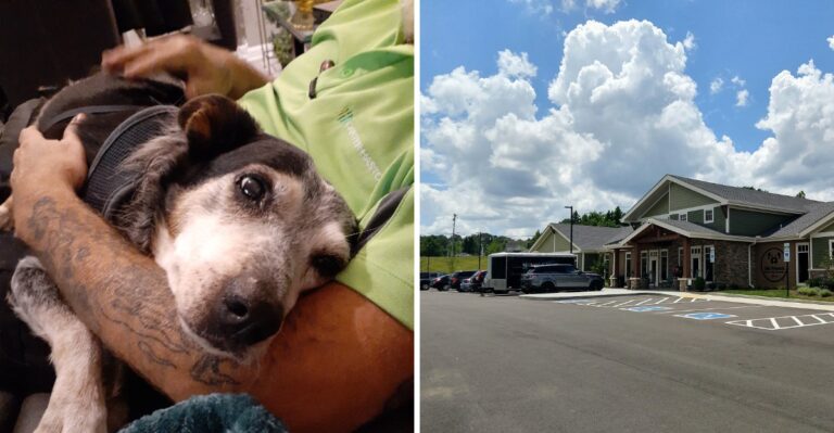 This Tennessee Sanctuary Gives Abandoned Senior Dogs A Comfortable Place To Grow Old