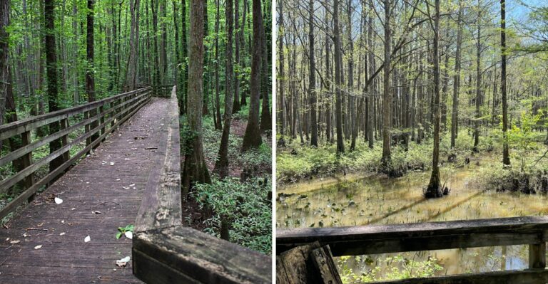 A Short Boardwalk Leads Deep Into A Cypress Swamp At This Unusual Tennessee Preserve