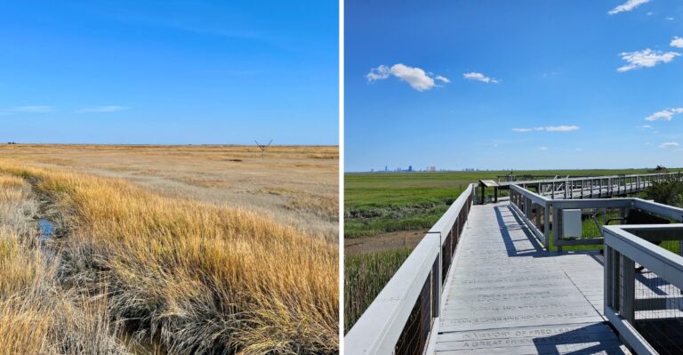 This Peaceful New Jersey Marsh Is One Of The Best Places To Watch Bald Eagles This Fall