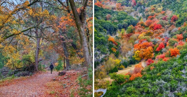 Fall Color Arrives Late In Texas And One Canyon Of Maples Turns Fiery Red In November