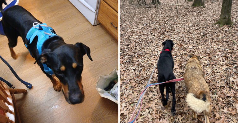 The Jackson, Mississippi Animal Shelter Where You Can Spend An Afternoon With Dogs Waiting For A Home