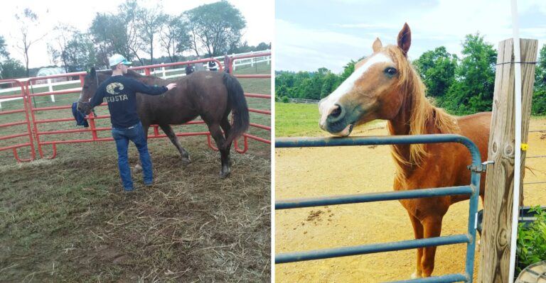 This Tennessee Farm Gives Rescued Horses The Love And Care They Deserve