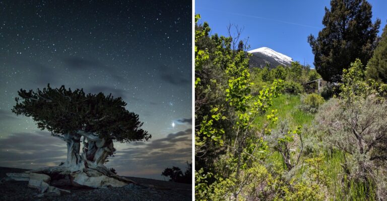 This Secluded Nevada Campground Has Incredible Starry Skies That Feel Almost Unreal
