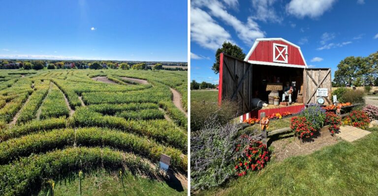 This Illinois Farm Carves A Corn Maze So Big Families Pack Snacks Before Heading In
