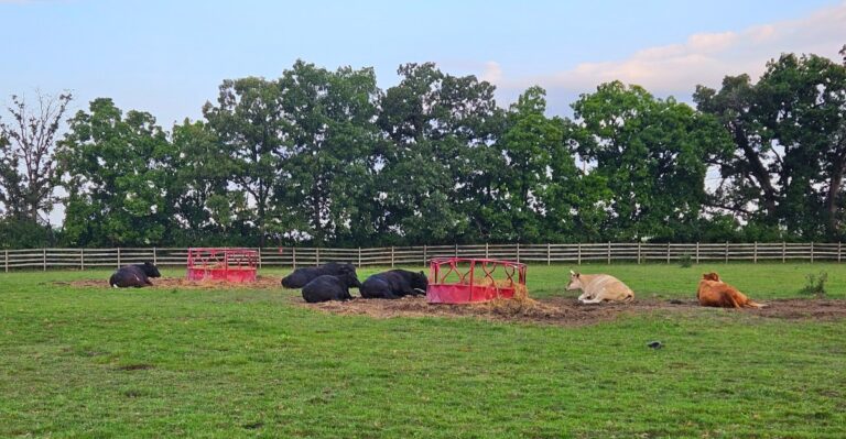 This Wisconsin Animal Sanctuary Lets You Cuddle Rescued Cows And Pigs For A Gentle Fall Escape