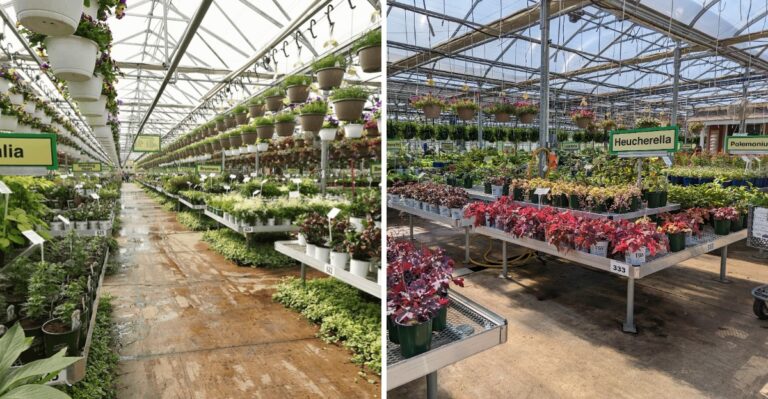 The Giant Illinois Greenhouse Where Plant Lovers Find Prices That Are Hard To Believe