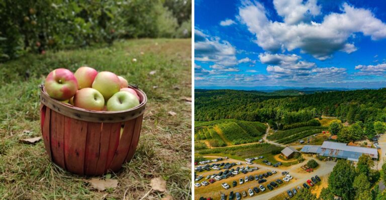 Kids Fire Apple Cannons Between Rounds Of Apple Picking At A Mountain Orchard In North Carolina