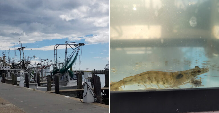 This Biloxi Shrimp Boat Lets Kids Hold The Crabs, Squid, And Shrimp Pulled Up In The Net