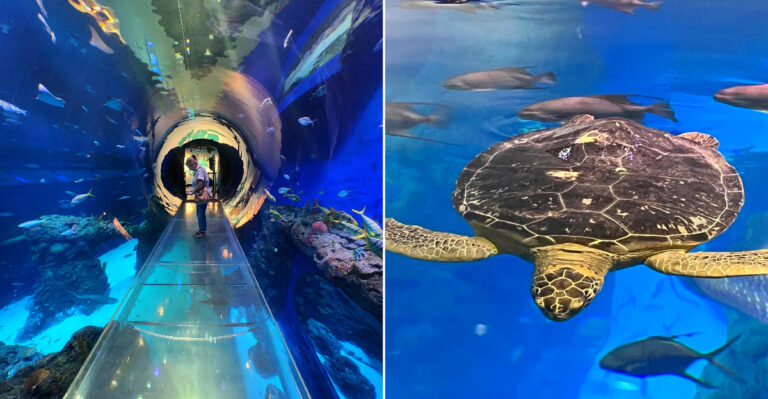 This Cool Indoor Aquarium On The Mississippi Coast Lets Kids Watch Rescued Sea Turtles Heal Up