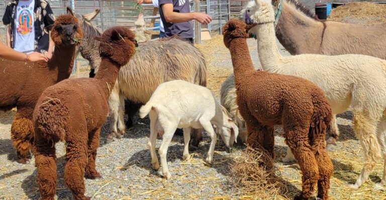 This Nevada Ranch Lets You Brush And Cuddle Fluffy Alpacas Up Close
