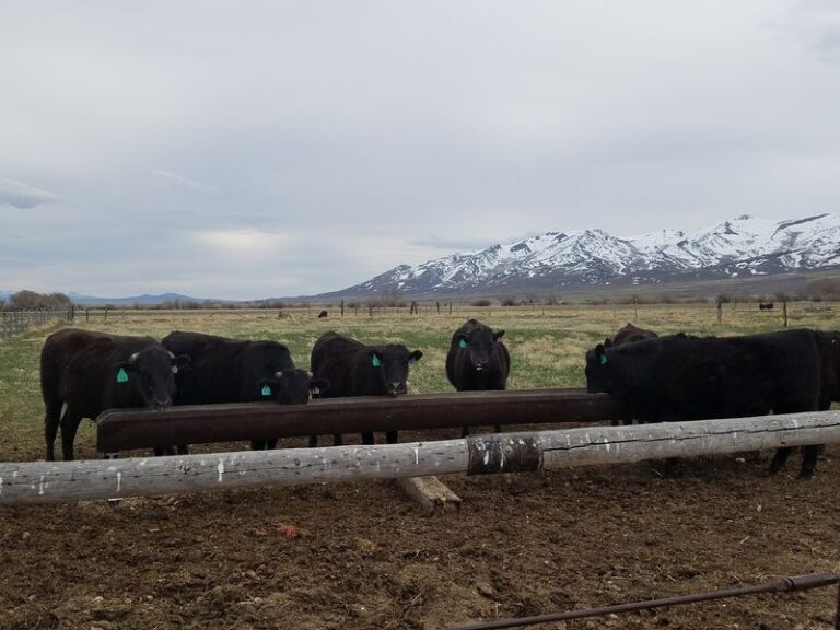 6 Nevada Ranches Where Families Skip The Grocery Store And Buy Beef Straight From The Herd