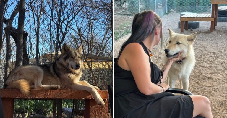 This Arizona Wolf Sanctuary Lets You Meet Rescued Wolves Up Close For An Unforgettable Wildlife Experience