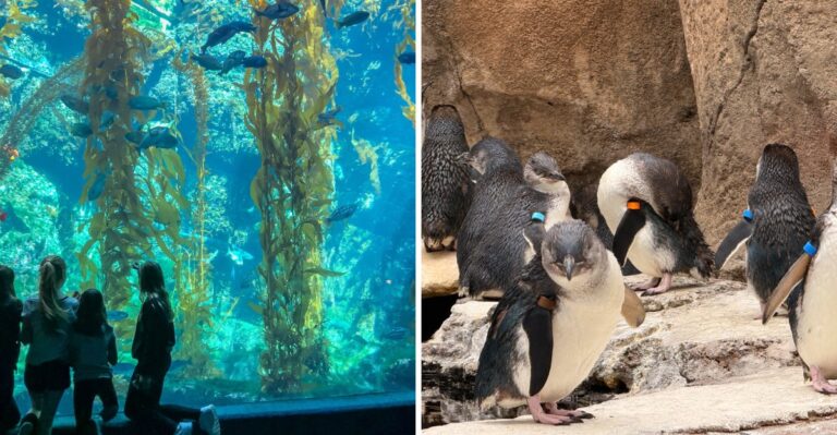 This California Aquarium Feels Like A Hidden Gem Compared To The Big Theme Parks