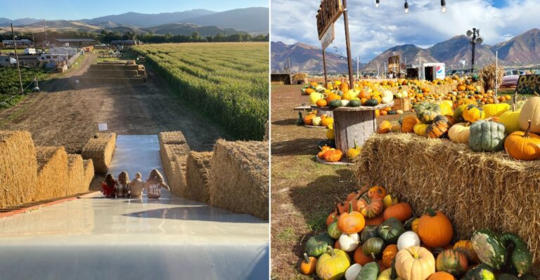 The 9 Utah Harvest Festivals And Farms Where Pumpkins Fill The Fields