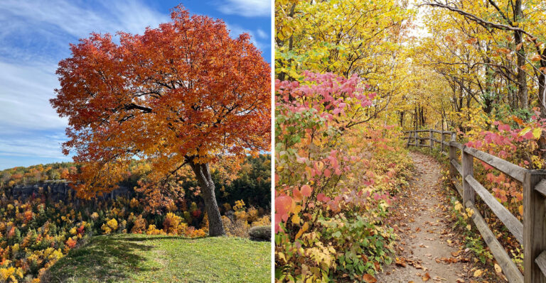 The New York State Park Where You Can Hunt For 400 Million Year Old Fossils