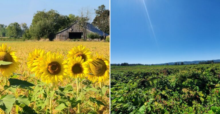 8 Things First-Time Visitors Should Know Before Exploring Sauvie Island In Oregon