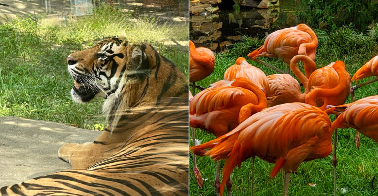 Mississippi Has A Century-Old Zoo In Jackson Where You Actually Hand-Feed The Animals