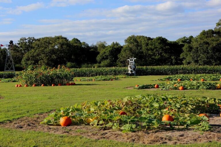 These 7 Mississippi Pumpkin Patches Turn A Quick October Stop Into A Whole Saturday Of Hayrides And Picking