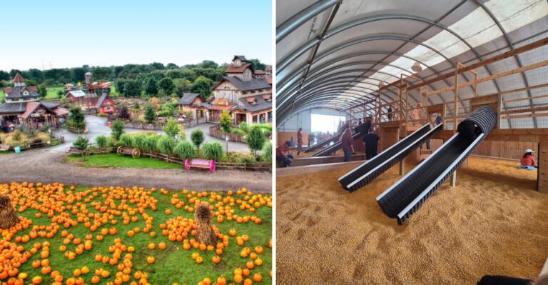 8 Illinois Fall Farms Where Kids Pet Goats, Pick Pumpkins, And Jump In Corn Pits Before Halloween