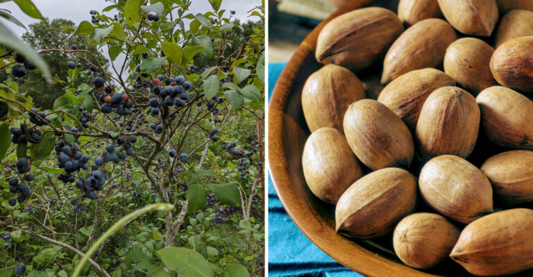 Mississippi Families Pick Berries Here In Summer And Come Back In Fall For Pecans Off 150-Year-Old Trees
