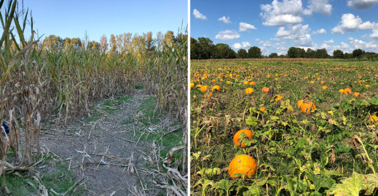 Every Fall, These 6 Mississippi Corn Mazes Turn A Saturday Afternoon Into A Family Adventure