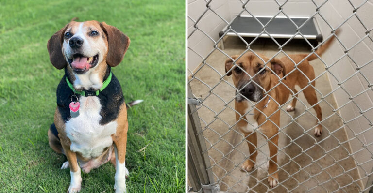 6 Mississippi Animal Rescues Where Families Spend A Saturday Meeting Adoptable Dogs