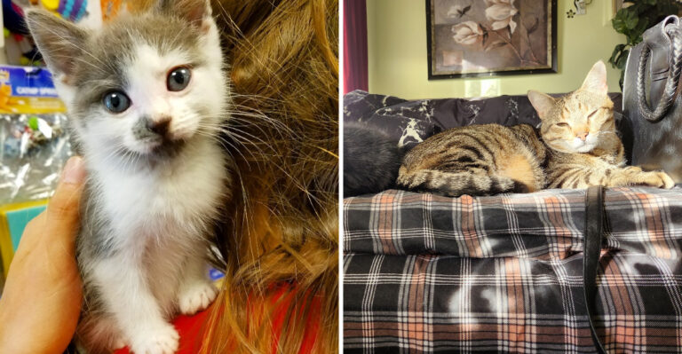 The Cage Free New York Cat Rescue That Has Saved More Than 4,000 Cats Since 2010