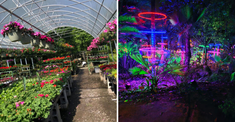 The Mississippi Nursery Where You Can Walk Through Greenhouses Full Of Poinsettias Every Holiday Season