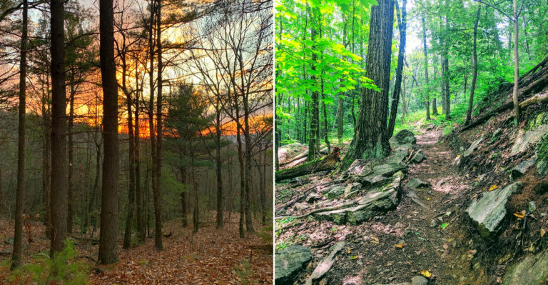 The 9 New York Hiking Areas Where Timber Rattlesnakes Stay Active Into Fall
