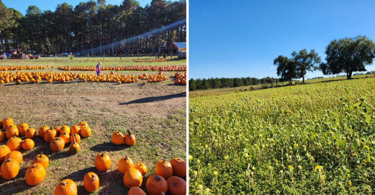 5 Mississippi Pumpkin Patches Where Kids Pick Their Own Before Halloween Sneaks Up