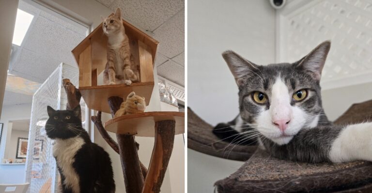 This Nevada Cat Rescue Is Free To Visit, And Families Leave With Cats Who Needed Homes
