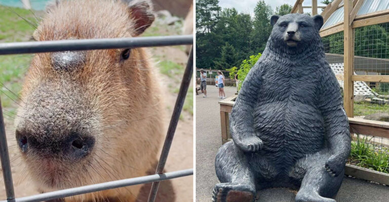 The New York Farm Where You Can Meet Kangaroos, Sloths And Capybaras Up Close