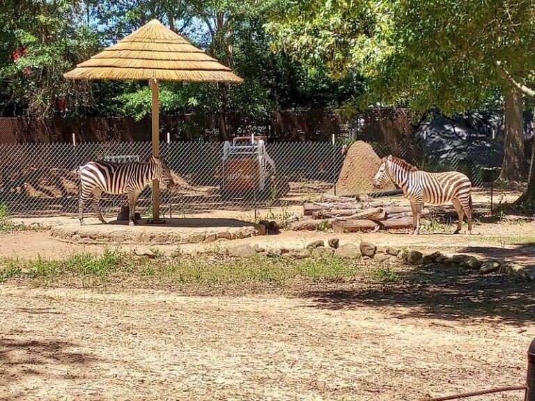 Spend A Whole Day Spotting Giraffes, Sloths And Wallabies At This Mississippi Zoo