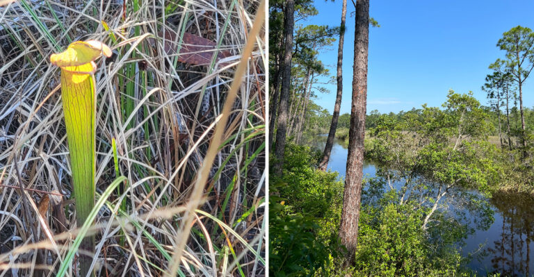 There Are No Big Cats On This Quiet Ocean Springs Trail, But It Has Carnivorous Plants And A Bayou View