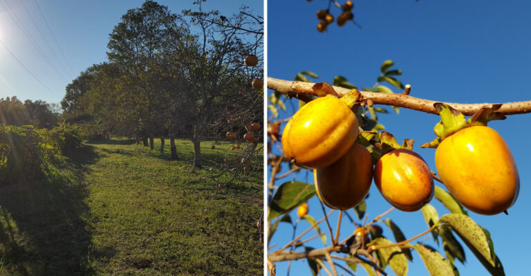 This Mississippi Orchard Lets Families Pick Sweet, Extra-Large Persimmons Straight Off The Tree
