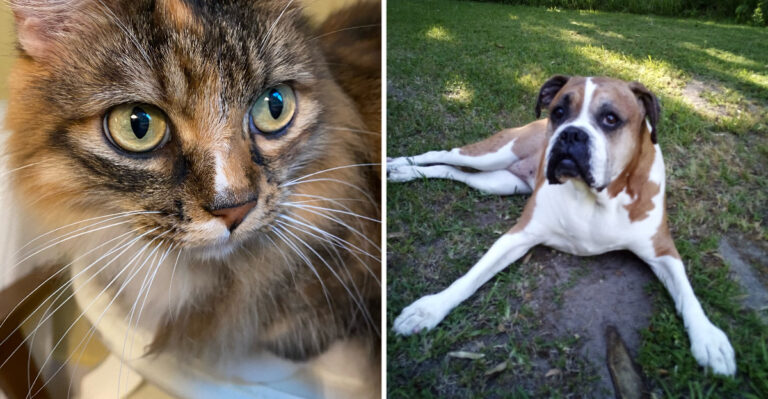 This Bay St. Louis, Mississippi Vet Clinic Patiently Answers Your Kids’ Questions While It Cares For Your Cat Or Dog