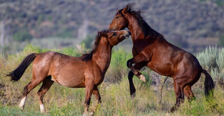 Skip The Long Hike Because Wild Horses Graze Near An Easy Trail At This Nevada Lake