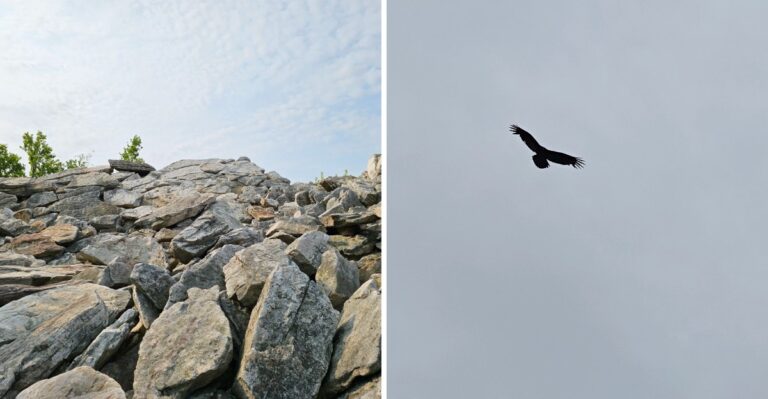 Thousands Of Migrating Hawks And Eagles Soar Past One Rocky Mountaintop In Pennsylvania Each Fall