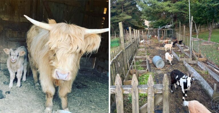 This Tennessee Farm Makes A Cozy Fall Escape With Highland Cows, Goats And Ponies