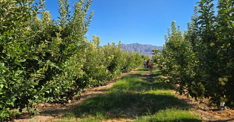 Every Weekend These 9 Nevada Farmers Markets Feed Families