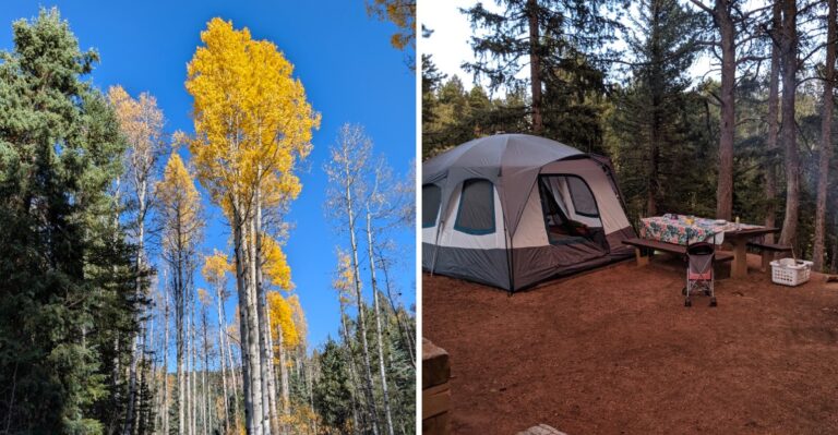 Hear Wild Elk Bugle Across Mountain Meadows In Colorado During The Wildest Weeks Of Fall