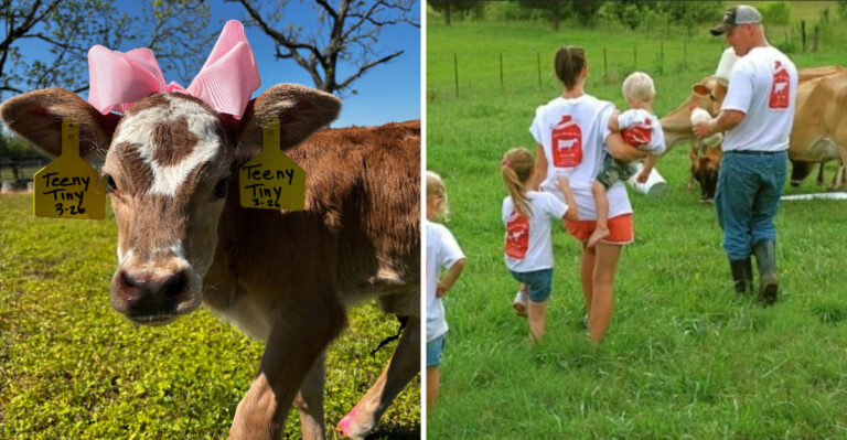 Mississippi Has A Family Dairy Where Kids Watch The Milking And Then Eat Fresh Ice Cream