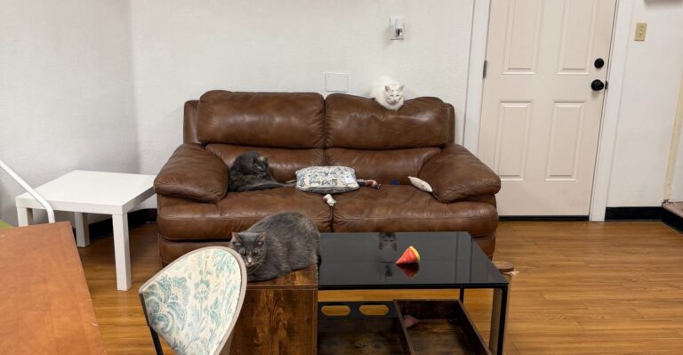 Rescued Cats Roam Free Inside This Nevada Cat Cafe Where Families Come To Play