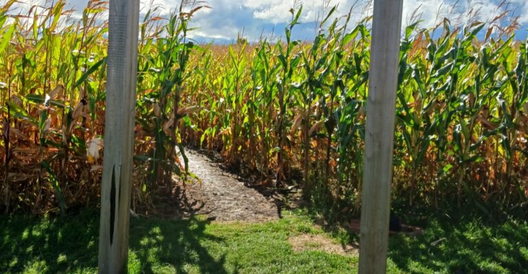 This Wisconsin Haunted Corn Maze Is Built For People Who Love Being Scared