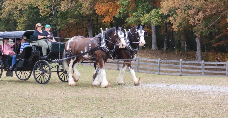 This Tennessee Carriage Service Brings Majestic Clydesdales To Special Events